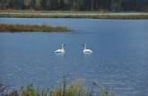 Cisnes parecem enfeitar ainda mais a bela paisagem na estrada para Seward, na Península do Kenai, sul do Alaska